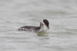 Horned Grebe