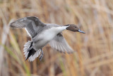 Northern Pintail