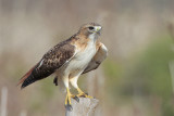 Red-tailed Hawk