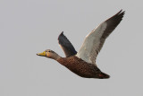 Mottled Duck