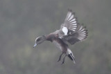 American Wigeon