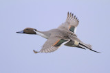 Northern Pintail