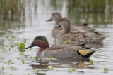 Green-winged Teal