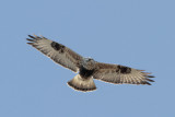 Rough-legged Hawk