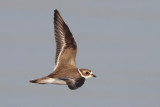 Semipalmated Plover