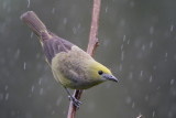 Palm Tanager