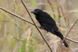 Smooth-billed Ani