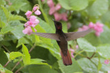 Ruby-topaz Hummingbird