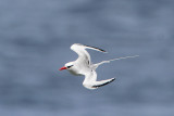 Red-billed Tropicbird