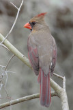 Northern Cardinal