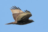 Red-tailed Hawk