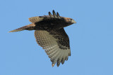 Red-tailed Hawk