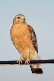 Red-shouldered Hawk