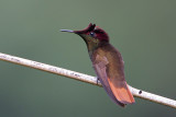 Ruby-topaz Hummingbird