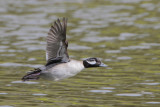 Bufflehead