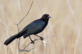 Boat-tailed Grackle