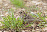 Harriss Sparrow