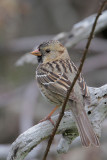 Harriss Sparrow