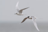 Forsters Tern