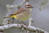 Palm Warbler