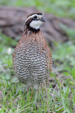 Northern Bobwhite