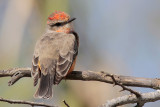 Vermilion Flycatcher