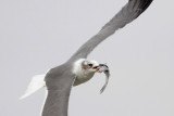 Laughing Gull