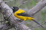 Audubons Oriole