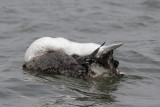 Common Loon