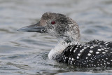Common Loon