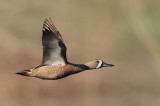 Blue-winged Teal