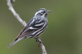 Black-and-white Warbler
