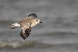 Black-bellied Plover