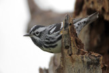 Black-and-white Warbler