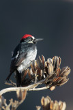 Acorn Woodpecker