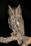 Western Screech-Owl