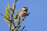 Chestnut-backed Chickadee