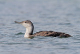 Red-throated Loon