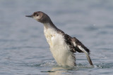 Red-throated Loon