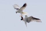 White-tailed Kite Food Exchange