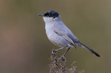 California Gnatcatcher