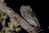 Whiskered Screech-Owl