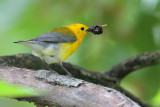 Prothonotary Warbler