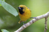 Orchard Oriole