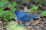 Indigo Bunting
