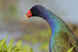 Purple Gallinule