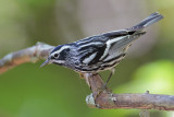 Black-and-white Warbler