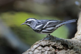 Black-and-white Warbler