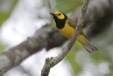 Hooded Warbler