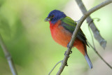 Painted Bunting